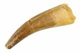 Fossil Plesiosaur (Zarafasaura) Tooth - Morocco #297889-1